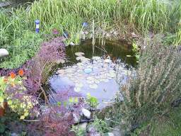 Teich von R.S. aus Kisslegg: 11.09.2003