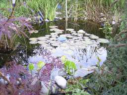 Teich von R.S. aus Kisslegg: 11.09.2003