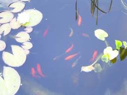 Teich von R.S. aus Kisslegg: 11.09.2003