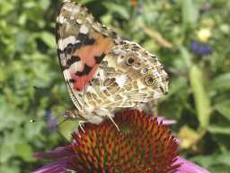 Distelfalter bei K.R.: 18.07.2003