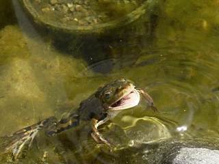 Wasserfrosch mit M�cke im Maul: 11.07.2003
