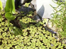 Wasserfrosch in seinen Liebungsversteck: 01.08.2003