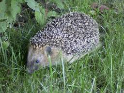 Besucher am Teich: 01.08.2003