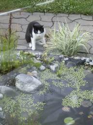 Ungebetener Besucher am Teich: 01.08.2003
