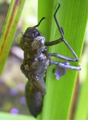 Larve der Libelle bei K.R.: 18.07.2003