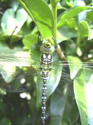 Frisch geschl�pfte Libelle bei K.R.: 18.07.2003