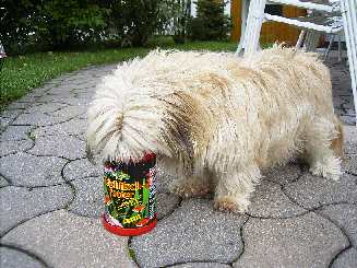 Unser Fischfutter-fressender Hund: 13.08.2002