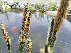 Bl�hendes Gras 'ohne Namen' (21.04.2004)