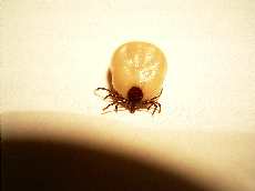 :-) Karpfen-Zecke (hatte sich versehentlich an unserem Hund vollgesaugt): 07.05.2004