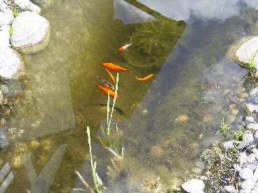 21.04.2004: Teich im Fr�hling 2004 (Fische erwachen aus ihrem Winterschlaf)