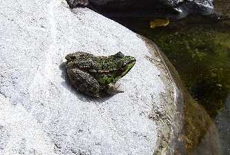 Unser neuer Frosch 'Mini' auf Fliegenjagd: 11.05.2004