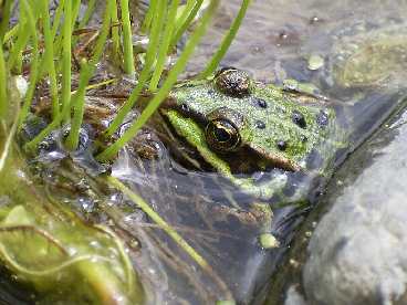 Unser neuer Frosch 'Mini' an seinem Lieblingsplatz: 11.05.2004