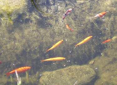 Unser Fischbestand im Fr�hjahr 2004: 11.05.2004