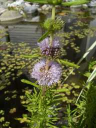 Hirschartige Preslie (Preslia cervina) H20cm  WT 0/-10cm   Bl�te VII-VIII  (02.08.2003)