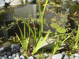 Sumpfschwertlilie H80cm  WT 0/-20cm  Bl�te V-VII (02.08.2003)