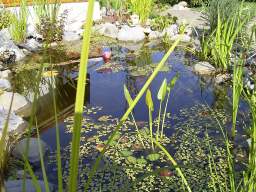 01.08.2003: Teich im Sommer 2003 mit bl�hender Seerose