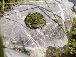 Wasserfrosch auf seinen Liebungs-Jagdplatz: 10.08.2003