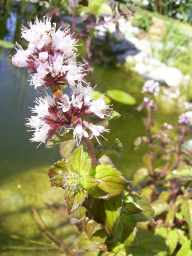 Bl�te der Bachminze (24.08.2003)