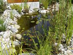 09.09.2003: Teich im Sp�tsommer 2003