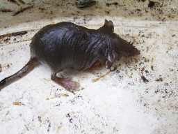 Spitzmaus, welche versehentlich in ein leeres Glas gefallen war: 07.09.2003