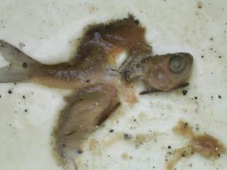 Ehemaliges Moderlieschen (macht seinem Namen alle Ehre ! ): 15.06.2003