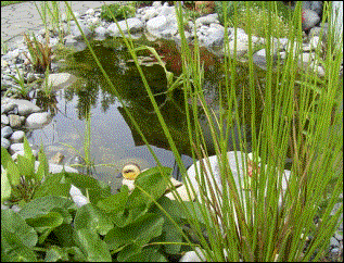 18.05.2003: Der Fr�hling erwacht