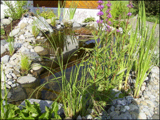 15.06.2003: Teich im Sommer 2003