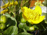 Sumpfdotterblume H10-20cm  WT 0/-10cm  Bl�te IV-V    (04/2003)