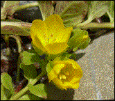 Pfennigkraut  H 5-10cm  WT 0/-15cm  Bl�te V-VIII  (06.07.2003)