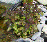 Bachminze   H5cm  WT 0/-10cm  Bl�te VII-IX (06.07.2003)