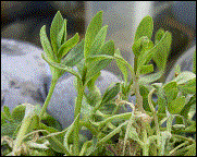 Bachbunge (ca. 5mm) H 5cm  WT 0/-5cm  Bl�te IV-V (02.05.2003)