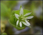 Bachbunge und Bl�te (ca. 5mm) H 5cm  WT 0/-5cm  Bl�te IV-V (02.05.2003)