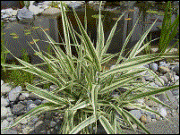 Gras ????  Schmeckt unserem Hund besonders gut(06.07.2003)