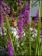 Blutweiderich  H80cm  WT 0/-20cm  Bl�te VI-VIII (28.06.2003)