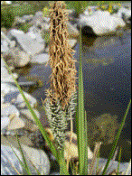 Gras ????  Bl�tter flach/5mm breit  H50cm  WT 0cm  Bl�te IV-V (04/2003)