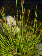 Zwergnadelsimse H 10-20cm  WT 0/-30cm  Bl�te V-VII   (16.06.2003)