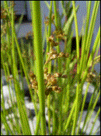 Gras ????  Bl�tter rund - d5mm   H50cm  WT ???   Bl�te V-VI (16.06.2003)