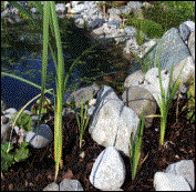 Rohrkolben (mehrfach) H100cm  WT 0/-30cm  Bl�te VII-VIII(09/2002)