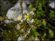 Gemeiner Froschl�ffel H40cm  WT 0cm  Bl�te V-VI (16.06.2003)