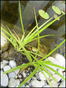 Unbekannte Pflanze H20cm  WT 0cm  Bl�te ??? (16.06.2003)