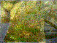 Hornkraut  Sauerstoffpflanze, wasserreinigend(28.06.2003)