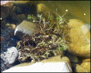 Wasserfeder (09/2002