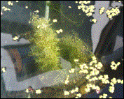 Nadelkraut (rechts)WT: ab -30cm  Bl�te VI-VII