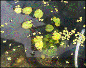 Seekanne  H 3-5cm  WT -20/-50cm   Bl�te VII-IX   (09/2002)