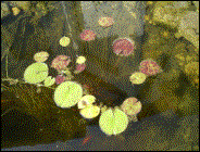 Teich-Seerose Nymphaea Pygmaea Rubra  rosa  WT -20/-50cm   Bl�te VI-IX  und  Teich-Seerose Nymphaea  gelb  WT -50/-80cm   Bl�te VI-IXI  (16.06.2003)