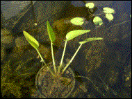 blaues Hechtkraut H 40-60cm  WT -10/-20cm  Bl�te VI-IX   (16.06.2003)