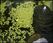 Wasserlinsen (09/2002)