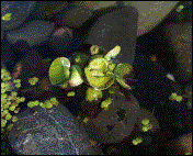 Wasserhyazinthe   Schwimmpflanze einj�hrig   Bl�te VIII-IX  (09/2002)