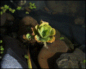 Wassersalat Schwimmpflanze einj�hrig   Bl�te --- (09/2002)