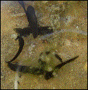 Kaulquappen: 15.04.2003